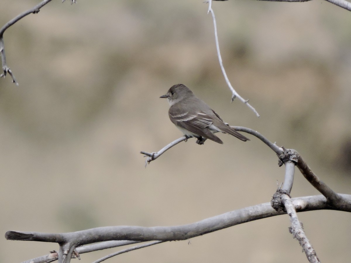 Western Wood-Pewee - ML637486285