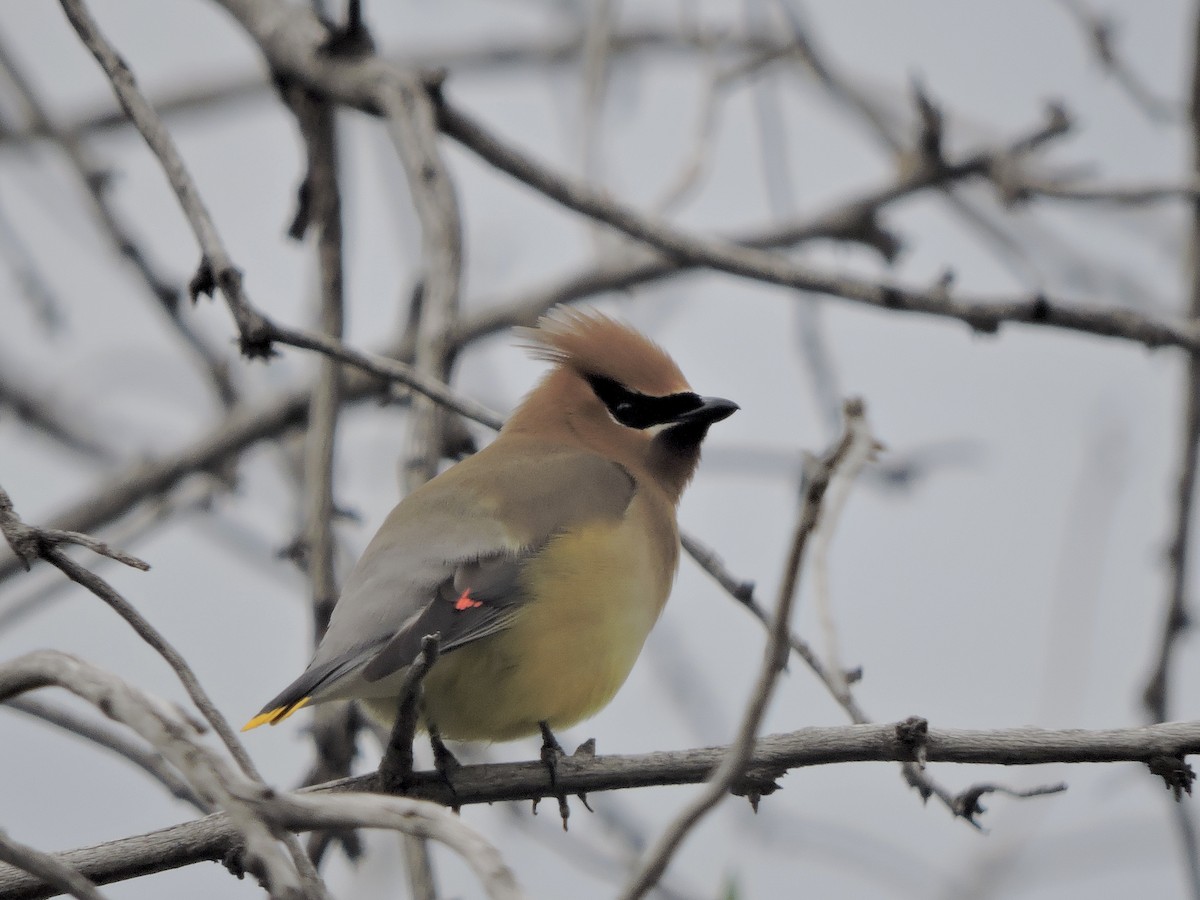 Cedar Waxwing - ML637486287