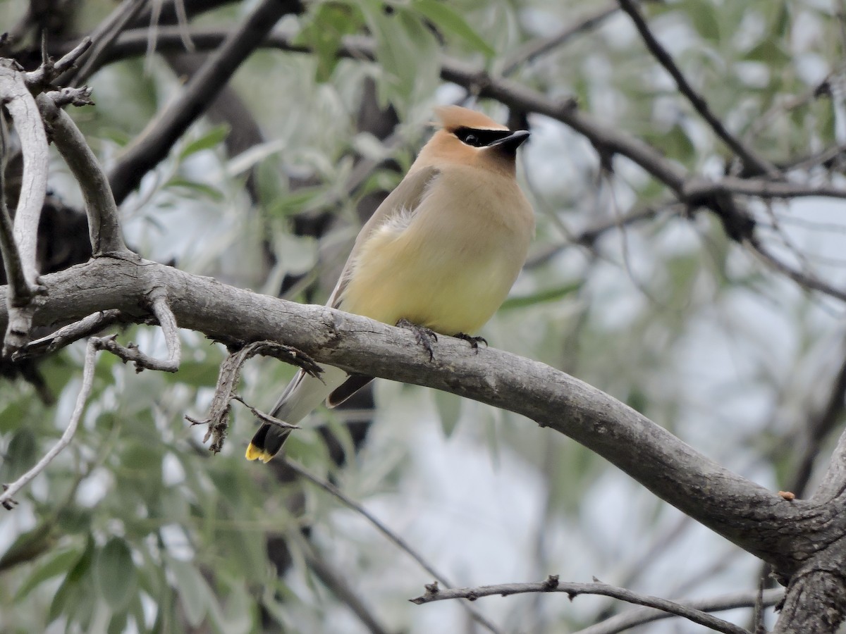 Cedar Waxwing - ML637486289