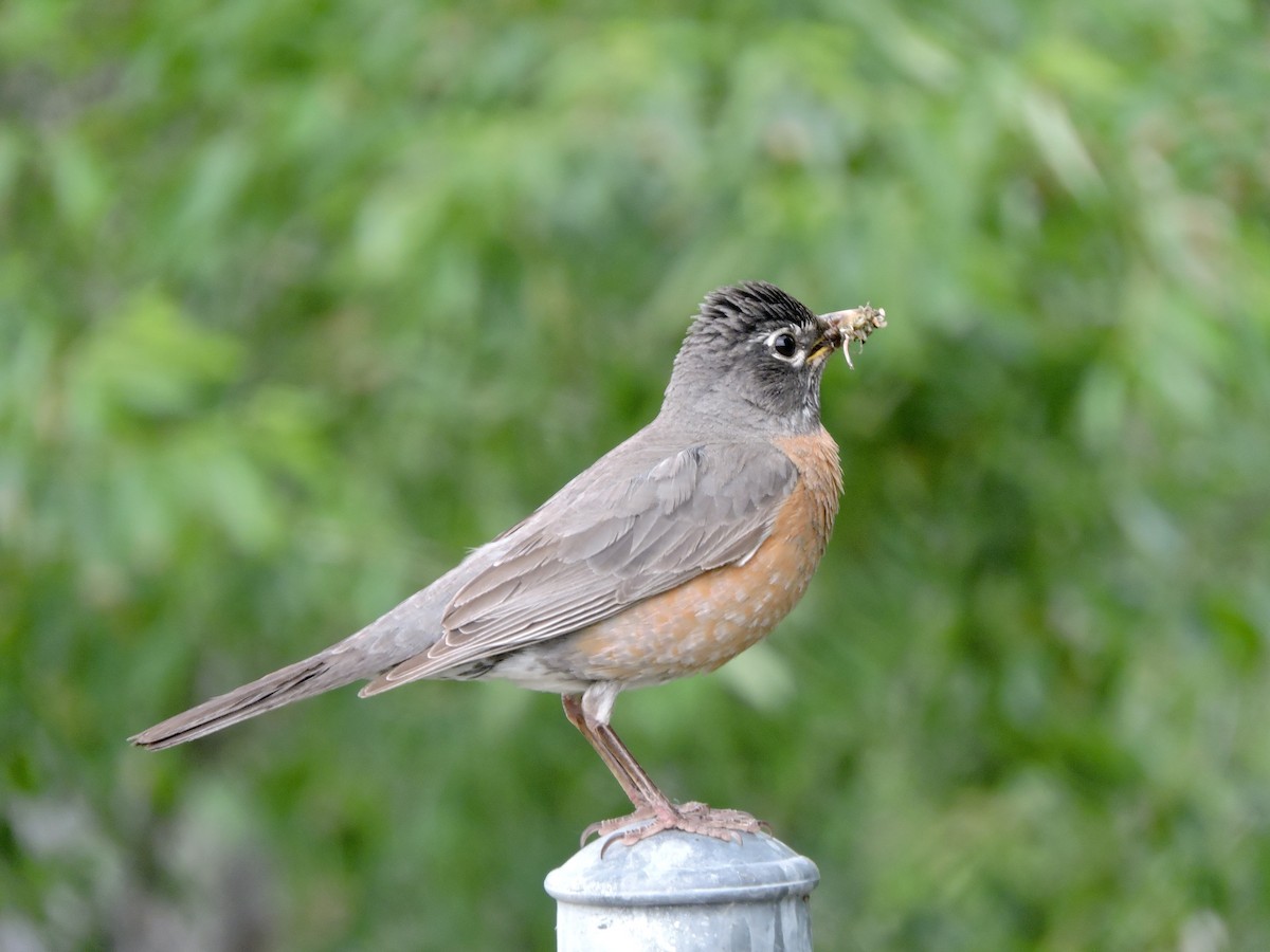 American Robin - ML637486295