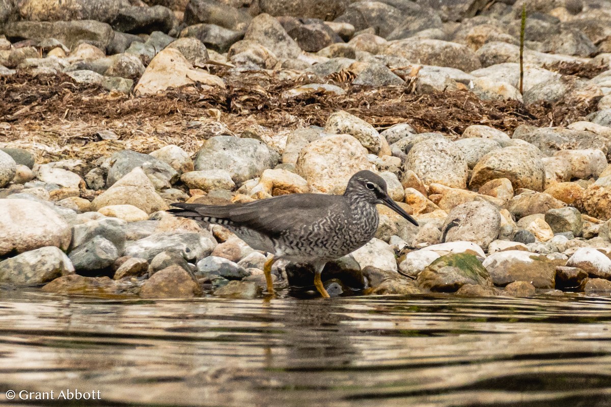 Wandering Tattler - ML637486305