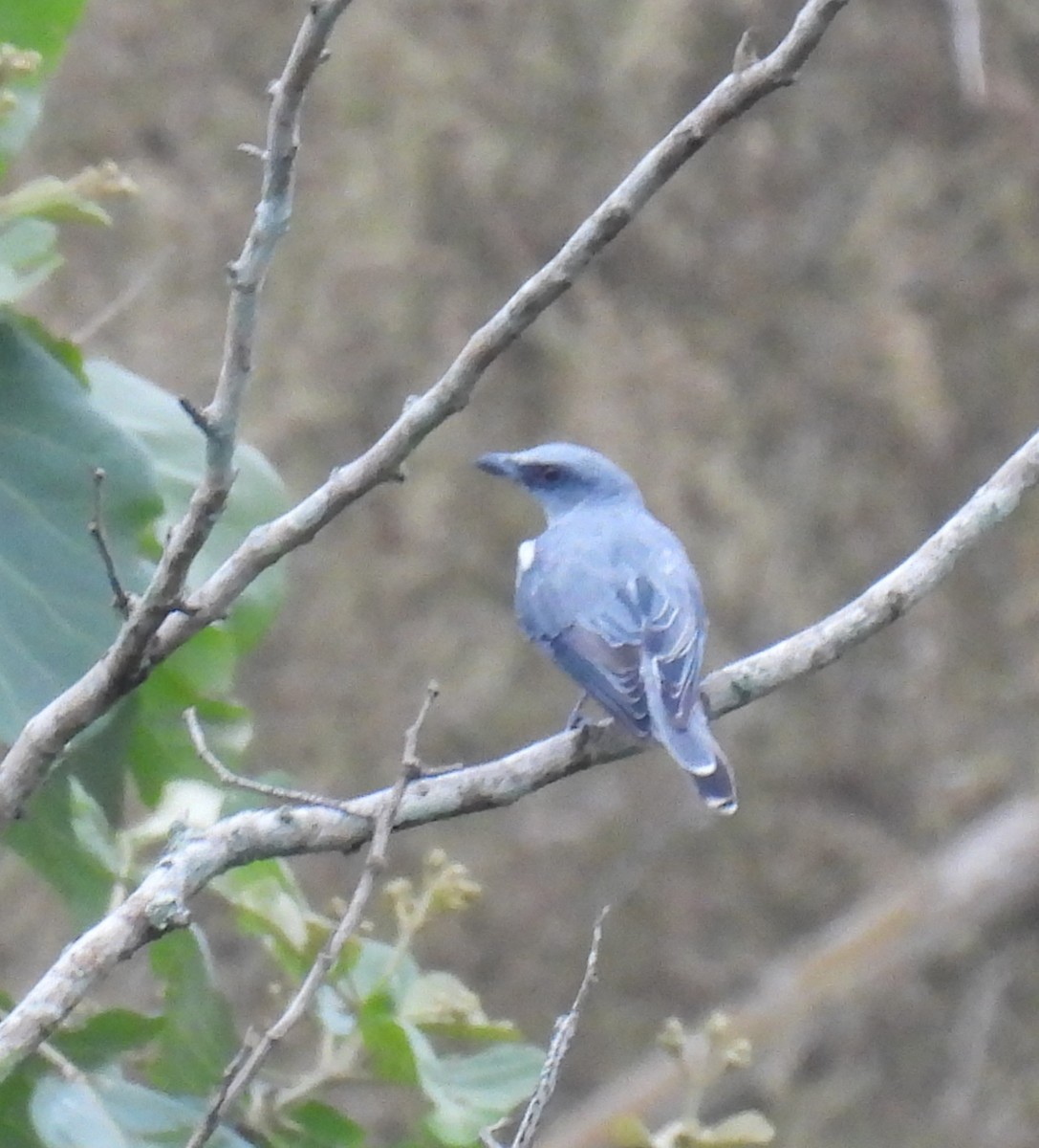Indian Cuckooshrike - ML637486307