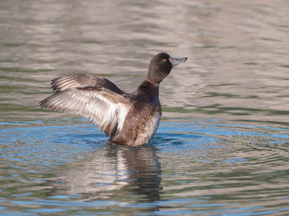 New Zealand Scaup - ML637486329