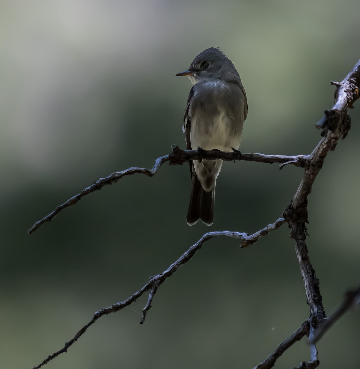 Western Wood-Pewee - ML637486348