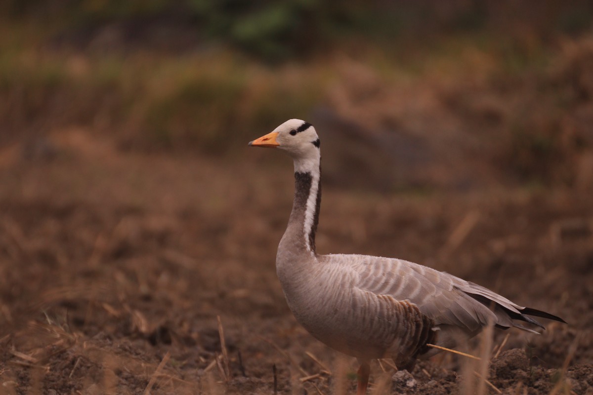 Bar-headed Goose - ML637486352