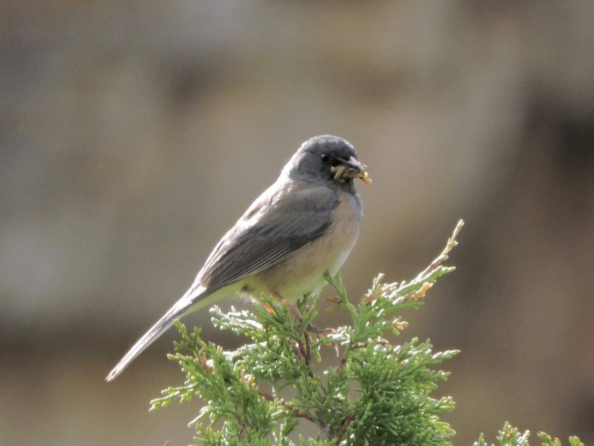 Dark-eyed Junco (Pink-sided) - ML637486353