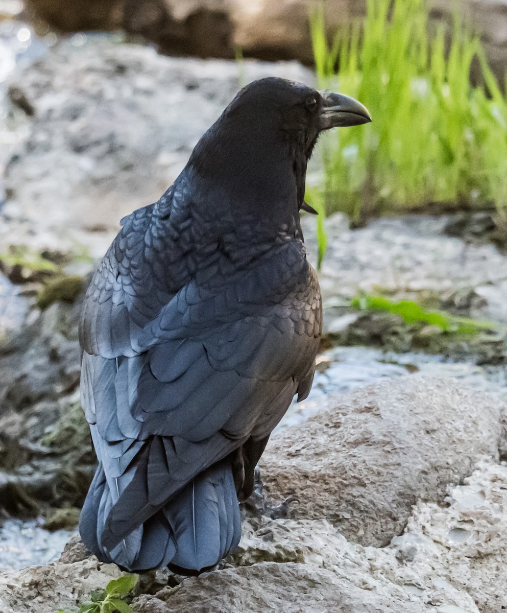 Common Raven - ML637486356