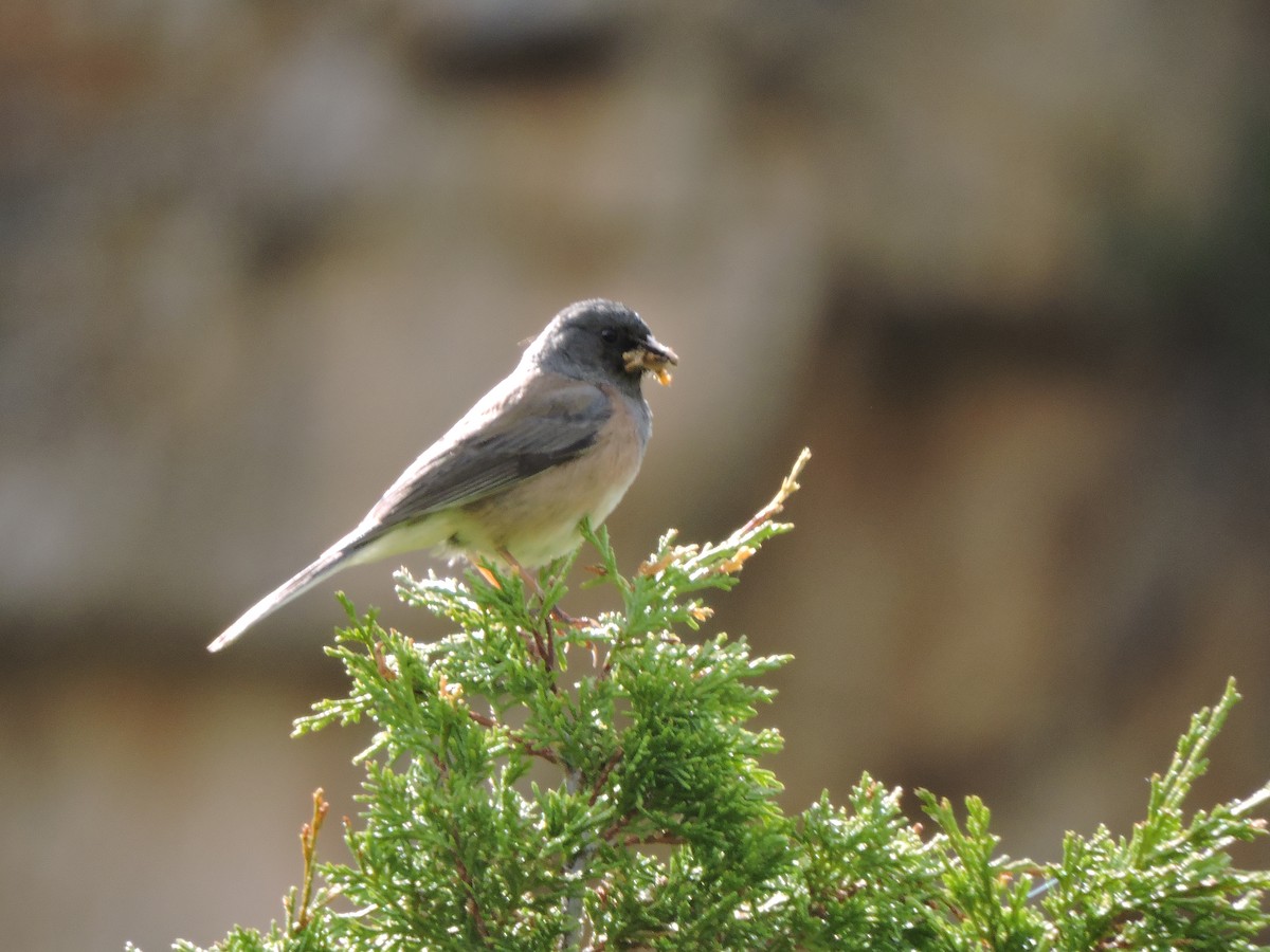 Dark-eyed Junco (Pink-sided) - ML637486359