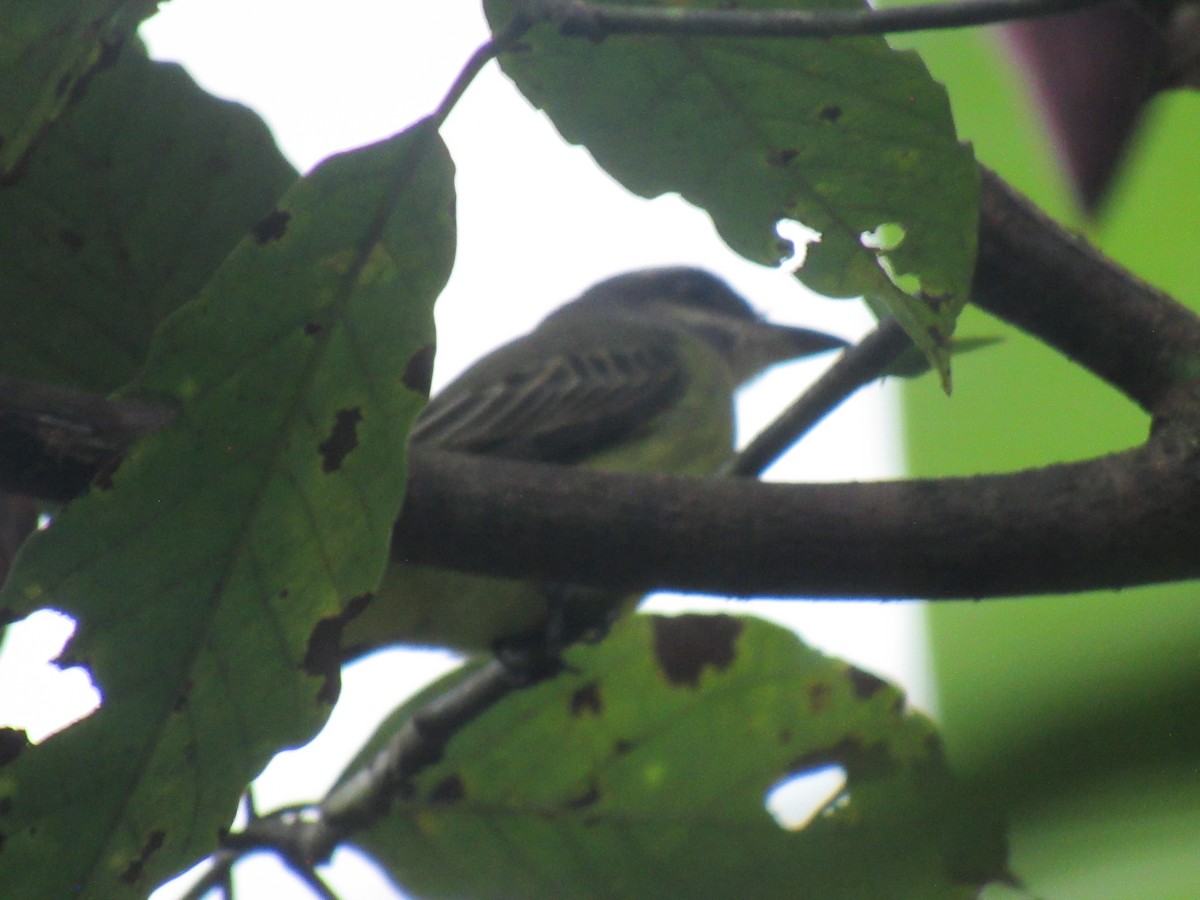 Golden-crowned Flycatcher - ML637486362