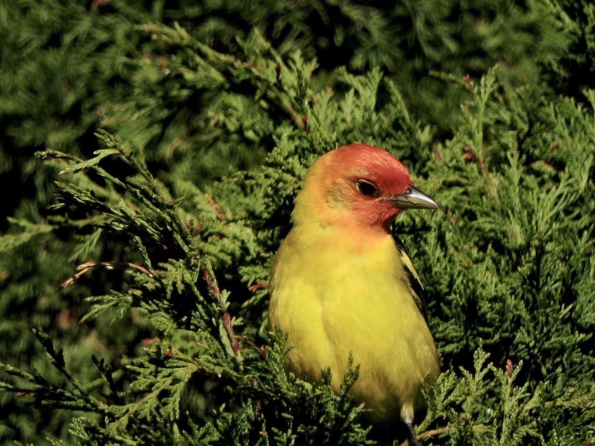 Western Tanager - ML637486368