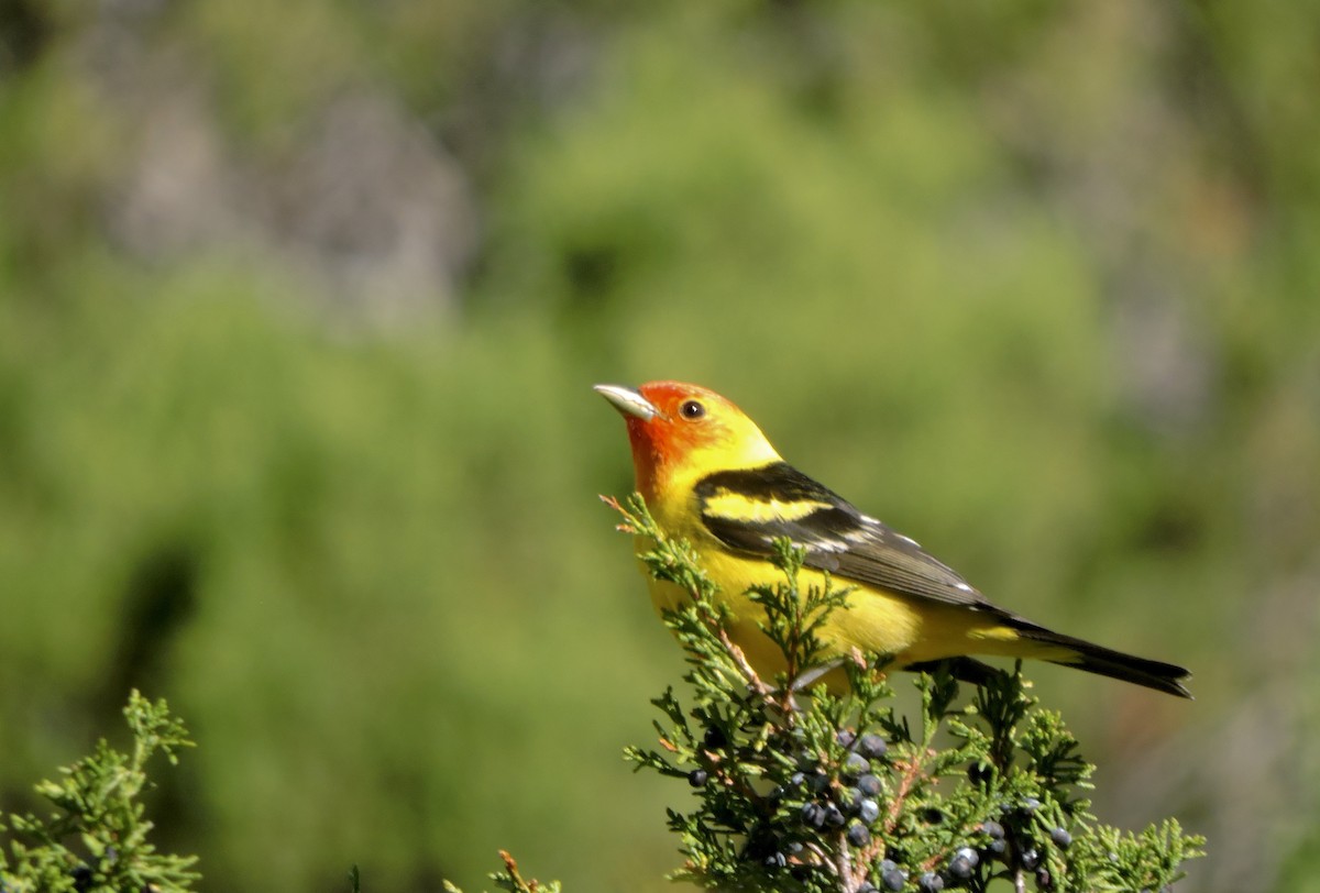 Western Tanager - ML637486375