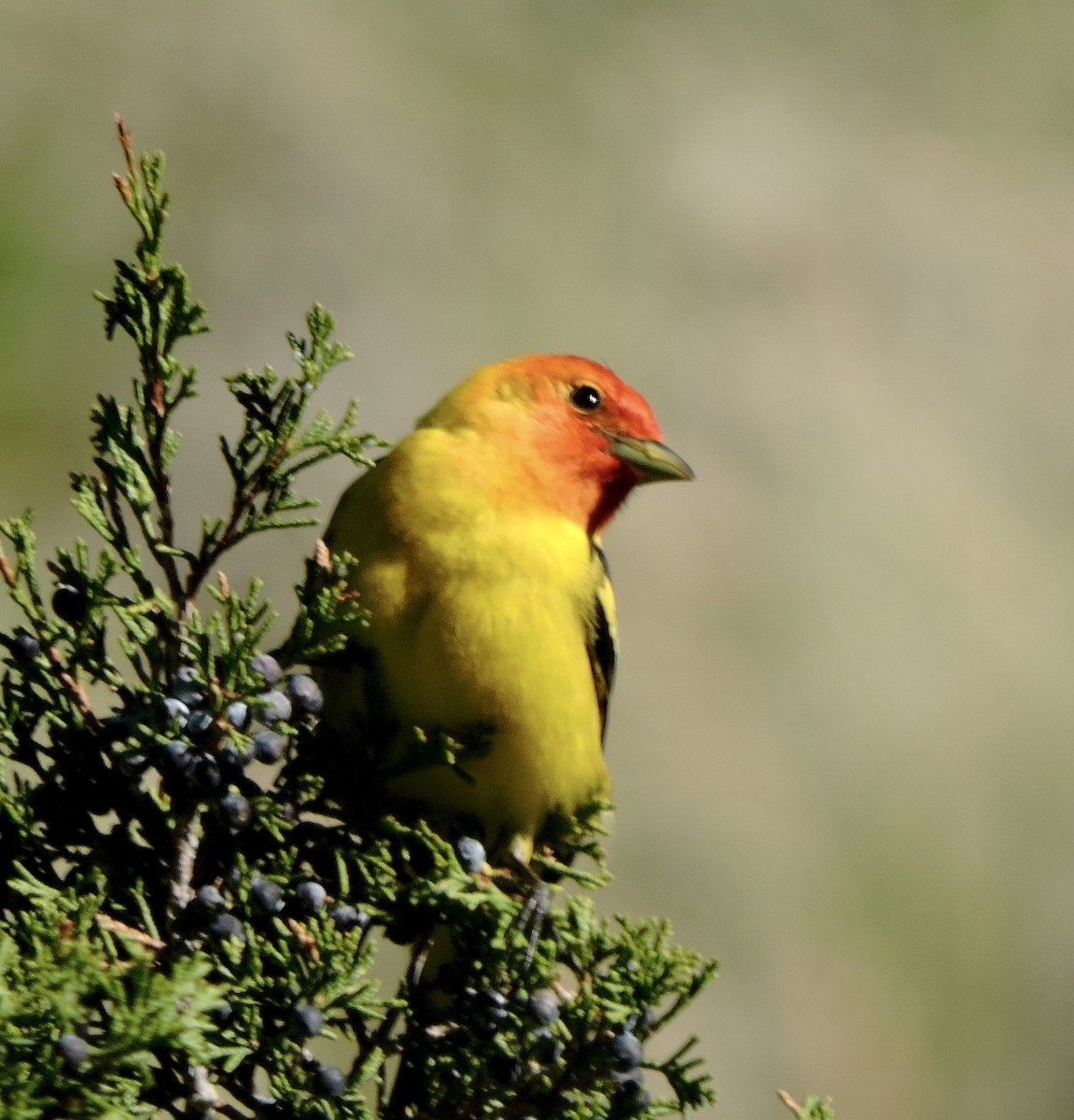 Western Tanager - ML637486376