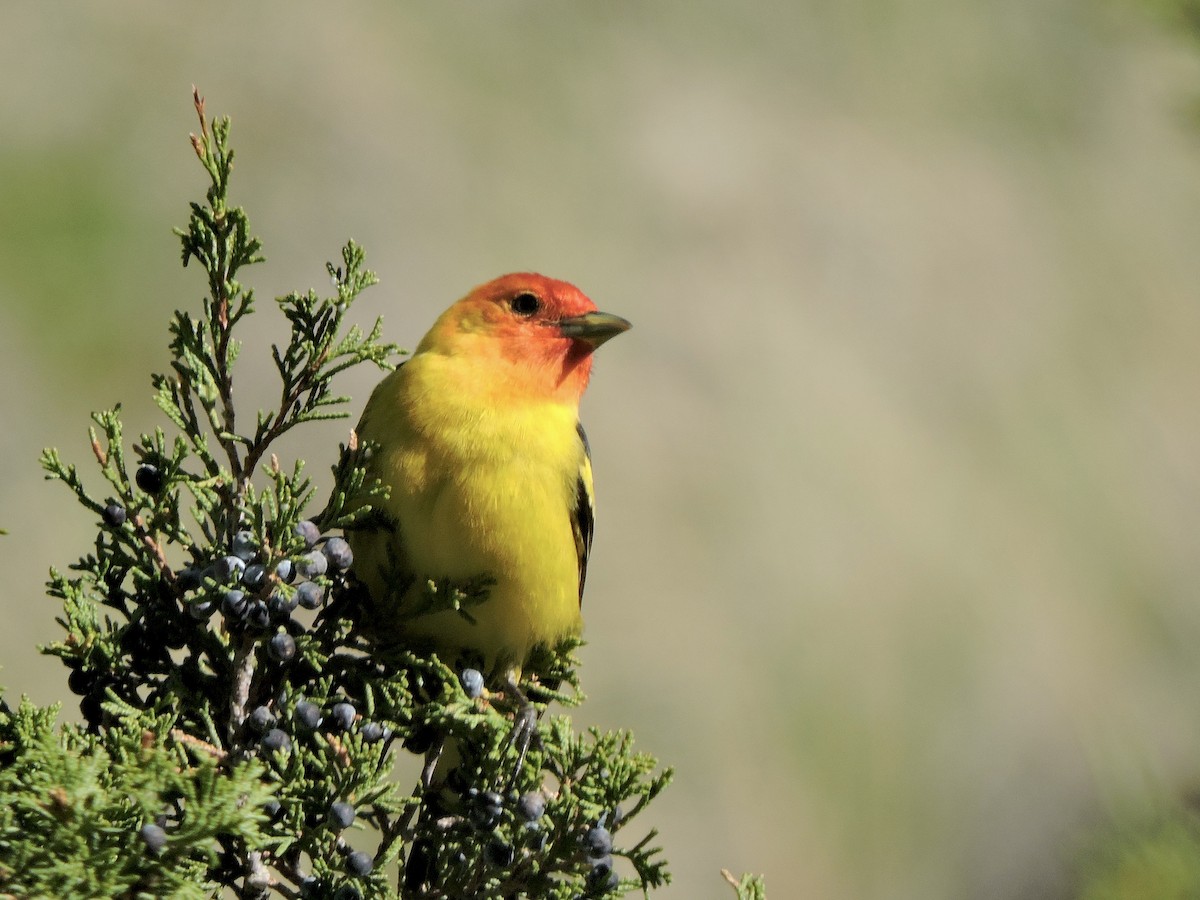 Western Tanager - ML637486377