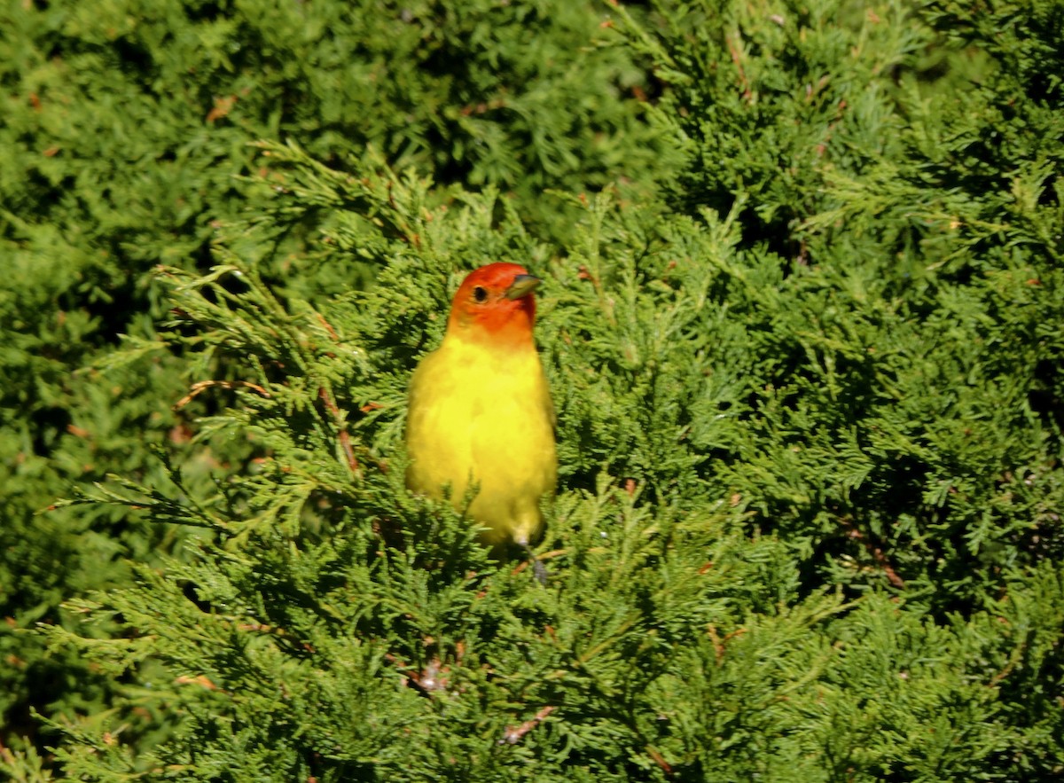 Western Tanager - ML637486378