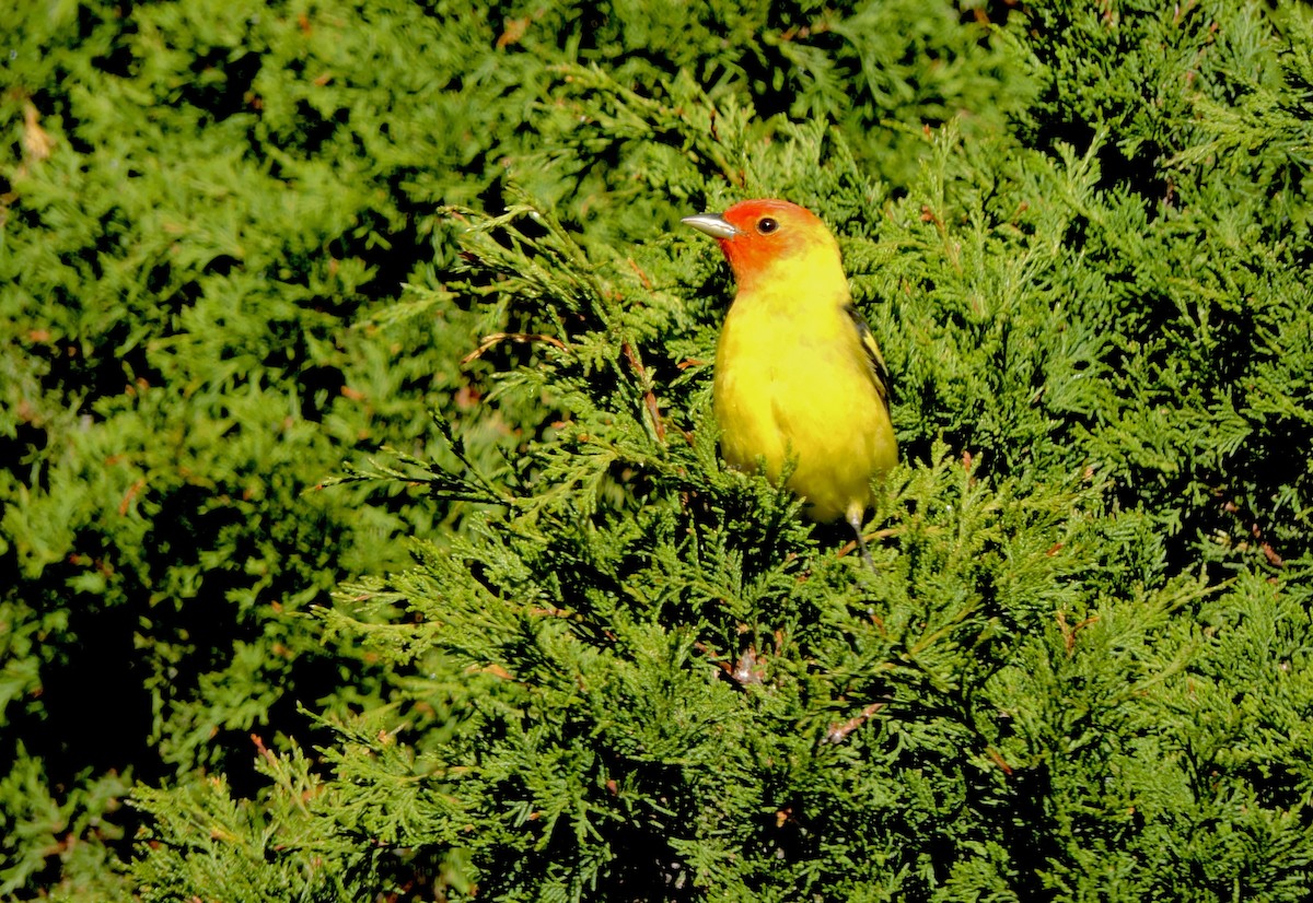 Western Tanager - ML637486380
