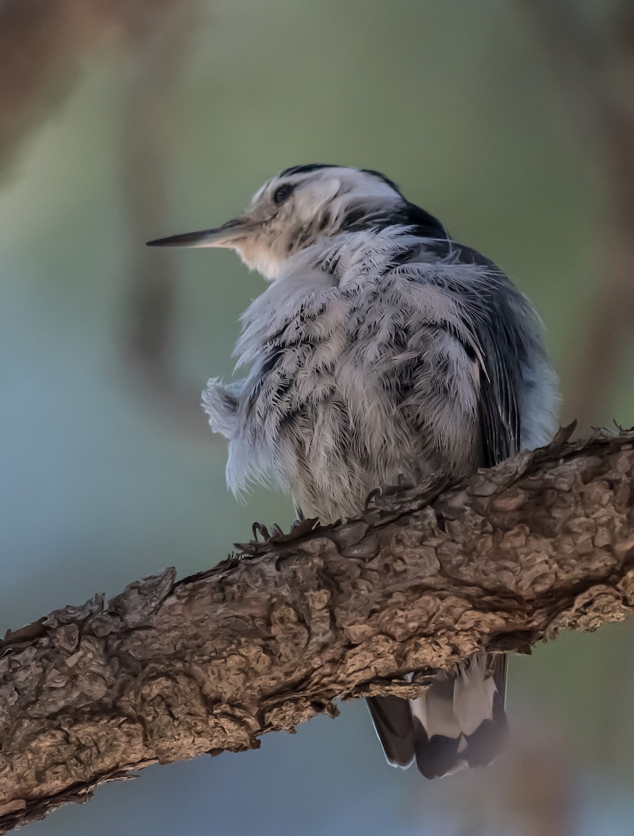 White-breasted Nuthatch - ML637486384