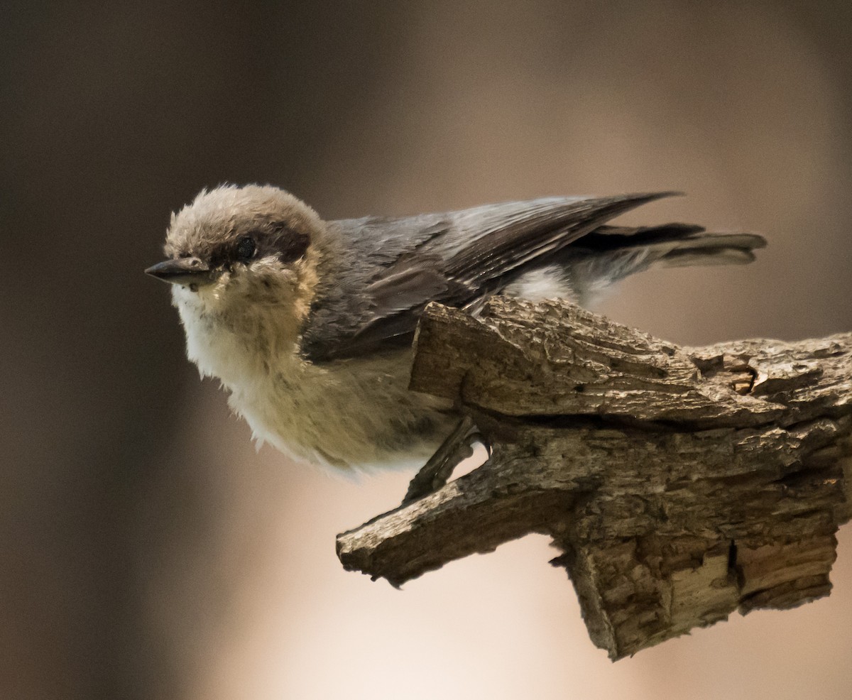 Pygmy Nuthatch - ML637486393