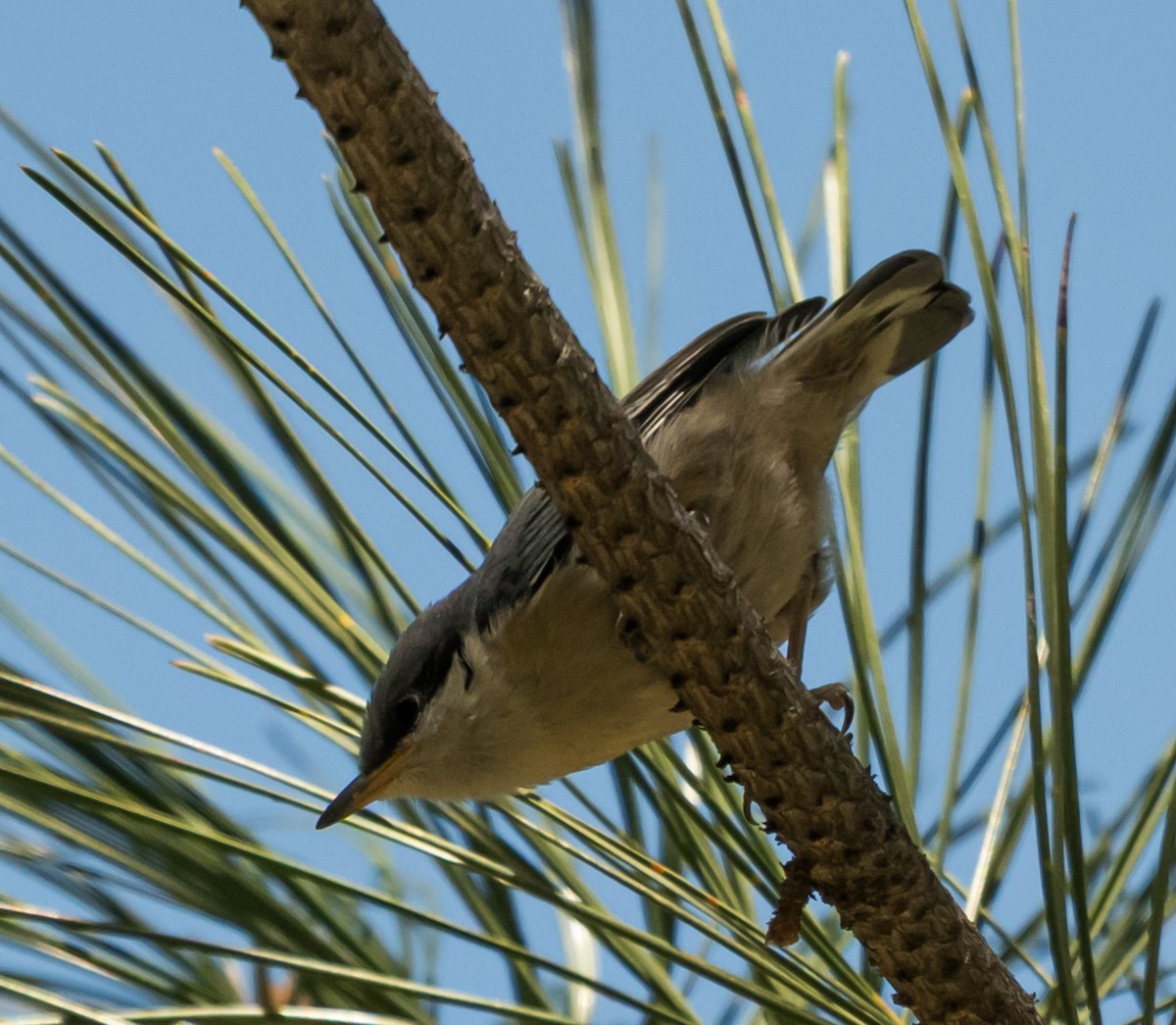 Pygmy Nuthatch - ML637486400