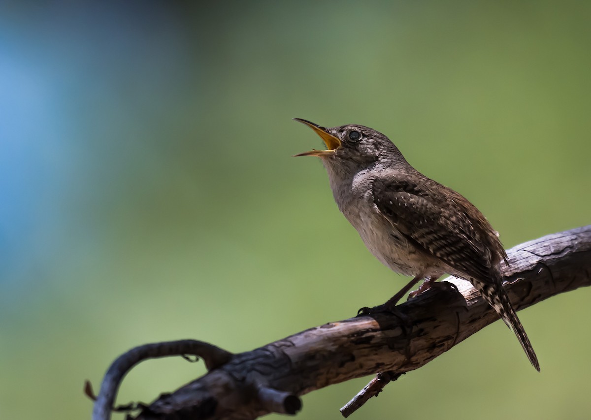 Northern House Wren - ML637486409