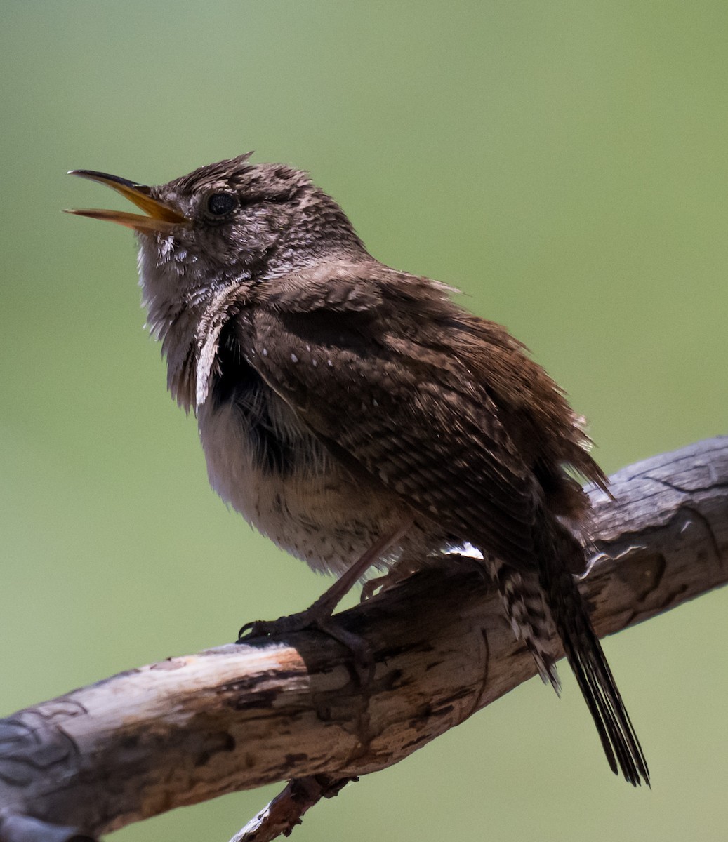 Northern House Wren - ML637486418
