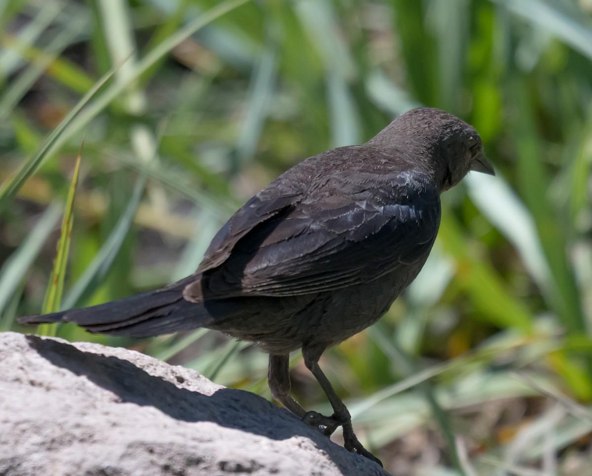 Brewer's Blackbird - ML637486428