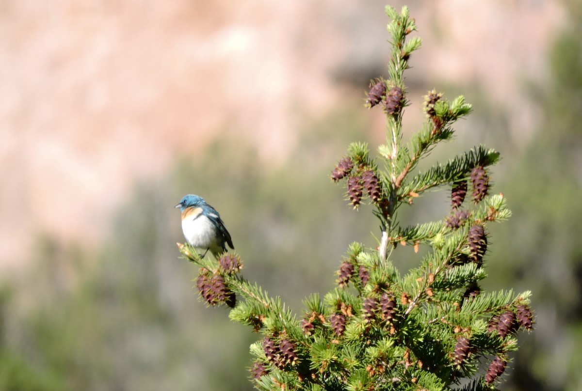 Lazuli Bunting - ML637486433