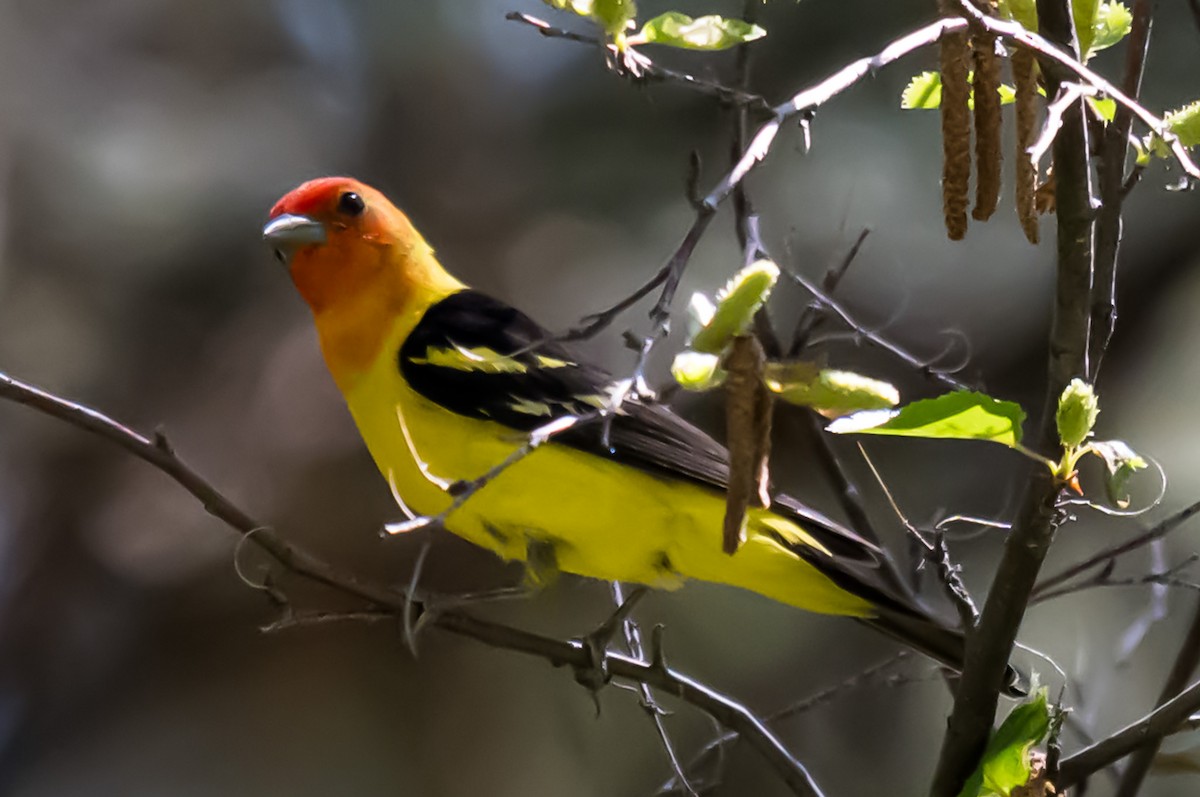 Western Tanager - ML637486450