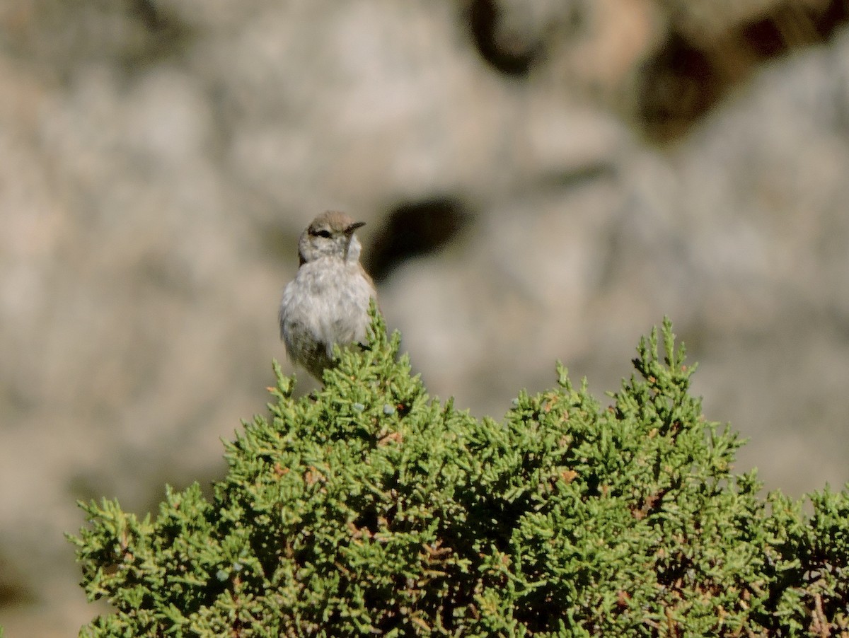 Rock Wren - ML637486455