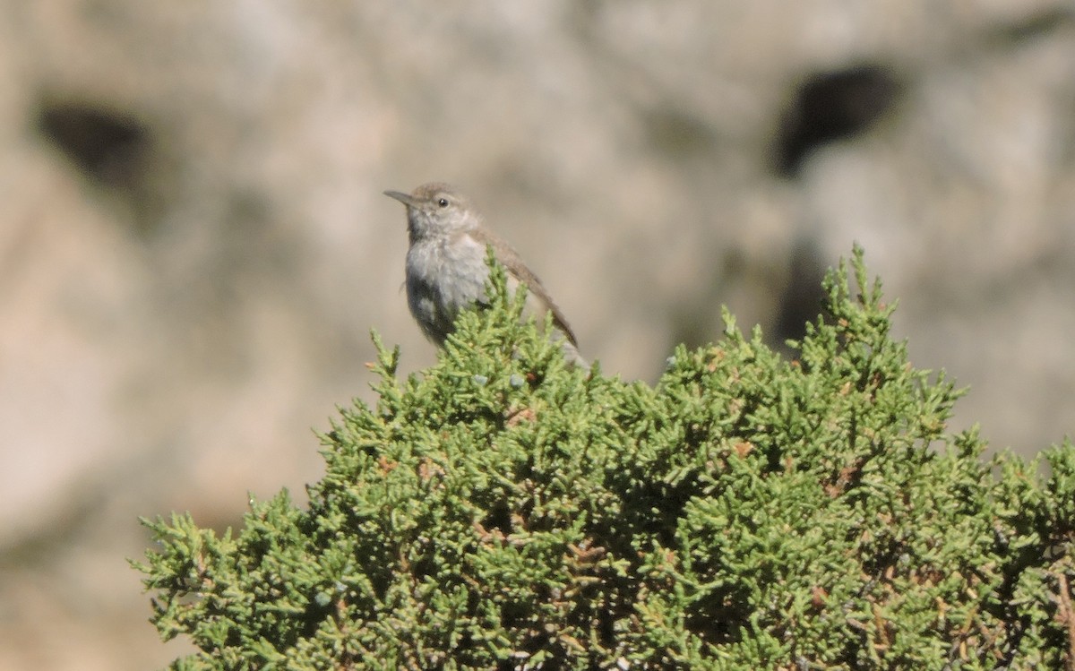 Rock Wren - ML637486456