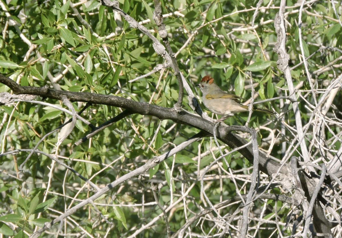 Green-tailed Towhee - ML637486464