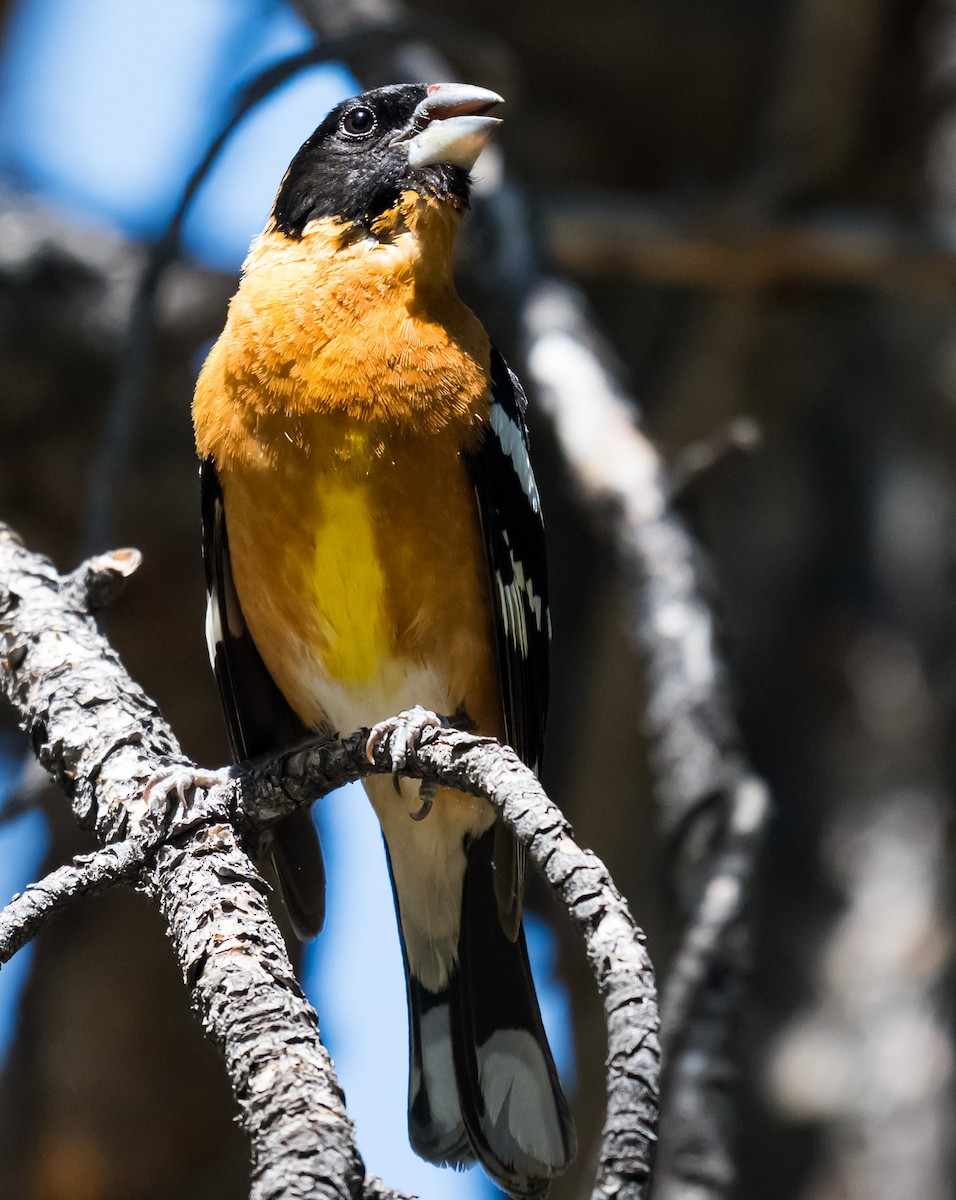 Black-headed Grosbeak - ML637486465