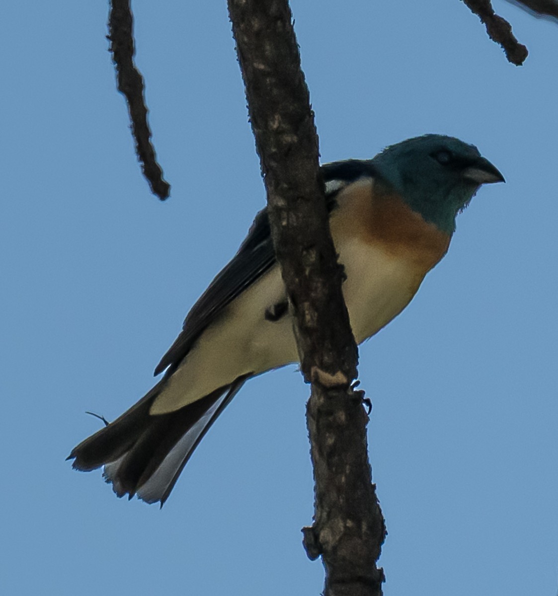 Lazuli Bunting - ML637486477