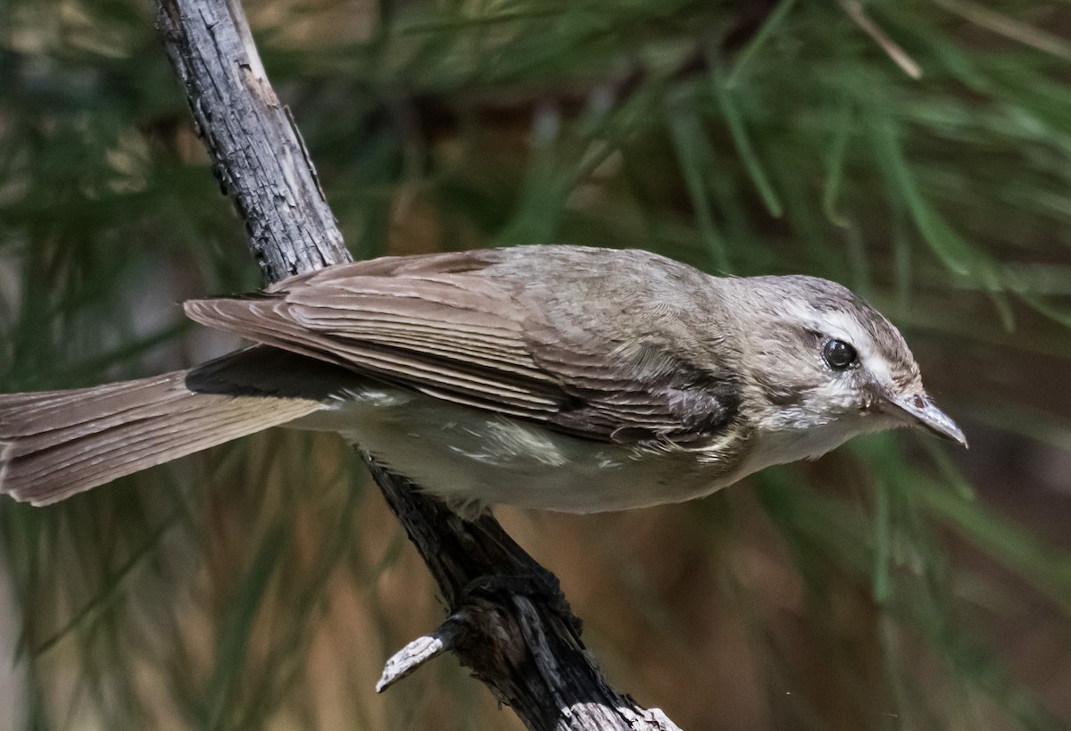 Western Warbling Vireo - ML637486507