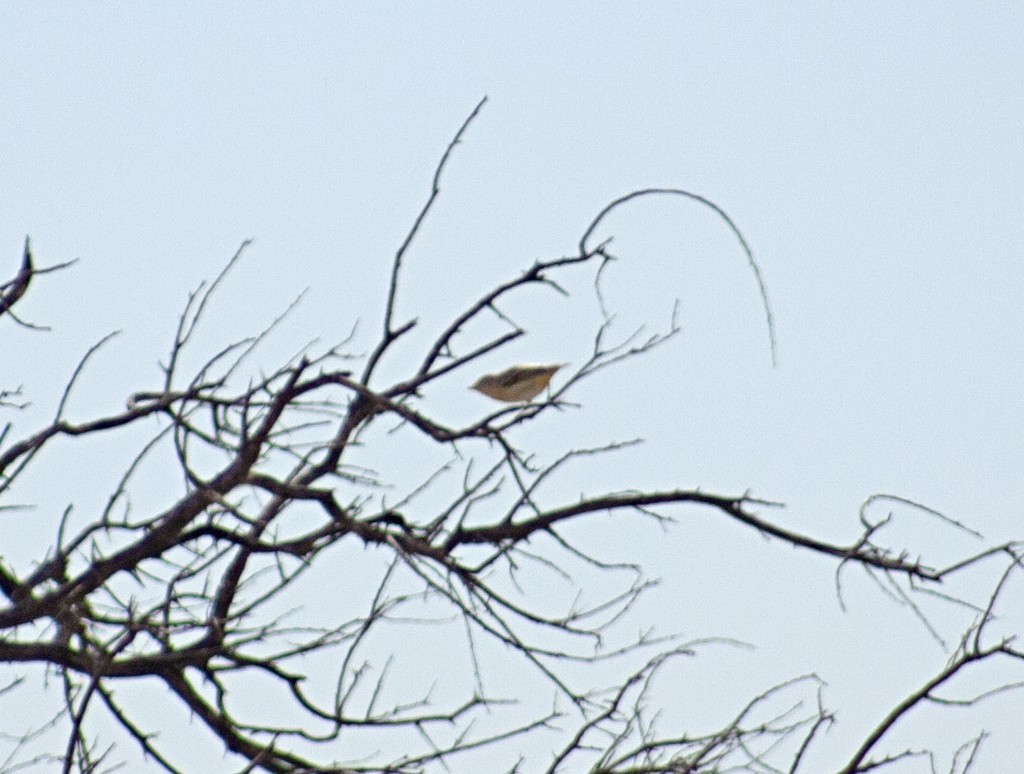 Red-browed Pardalote - ML637486509