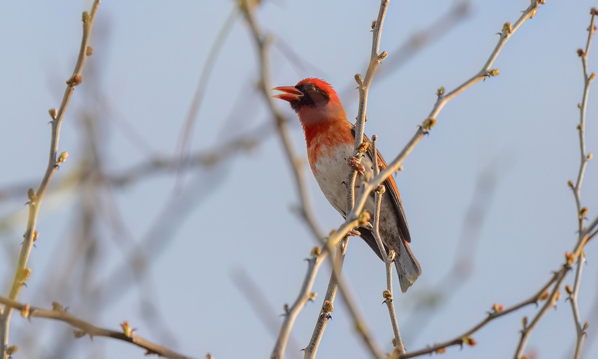 Red-headed Weaver - ML637486512