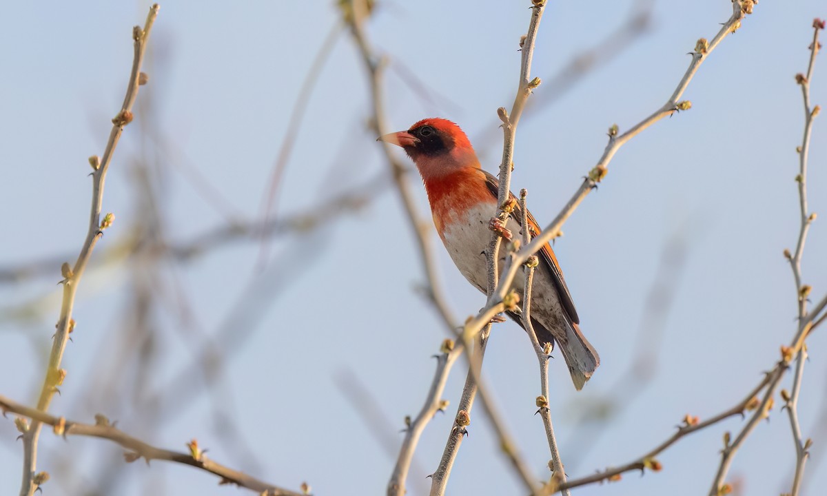 Red-headed Weaver - ML637486515