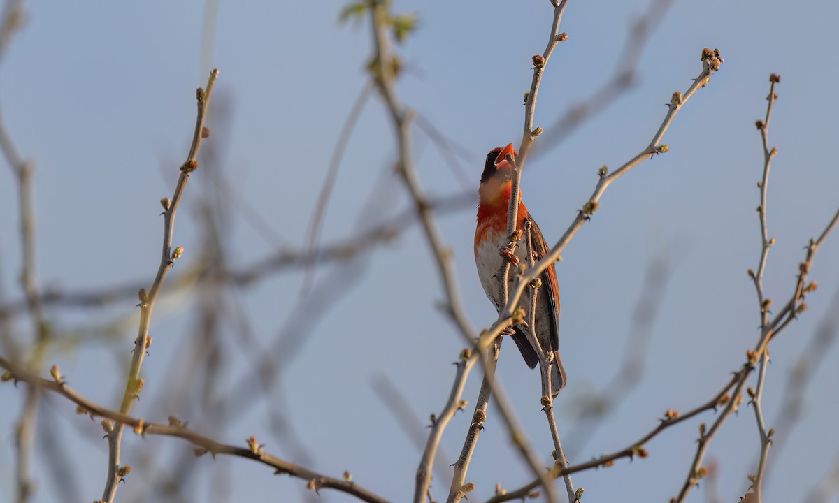 Red-headed Weaver - ML637486516