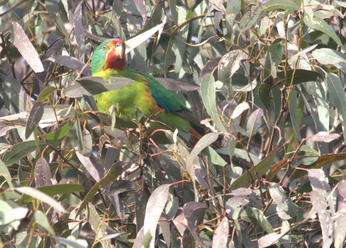 Swift Parrot - ML637486519