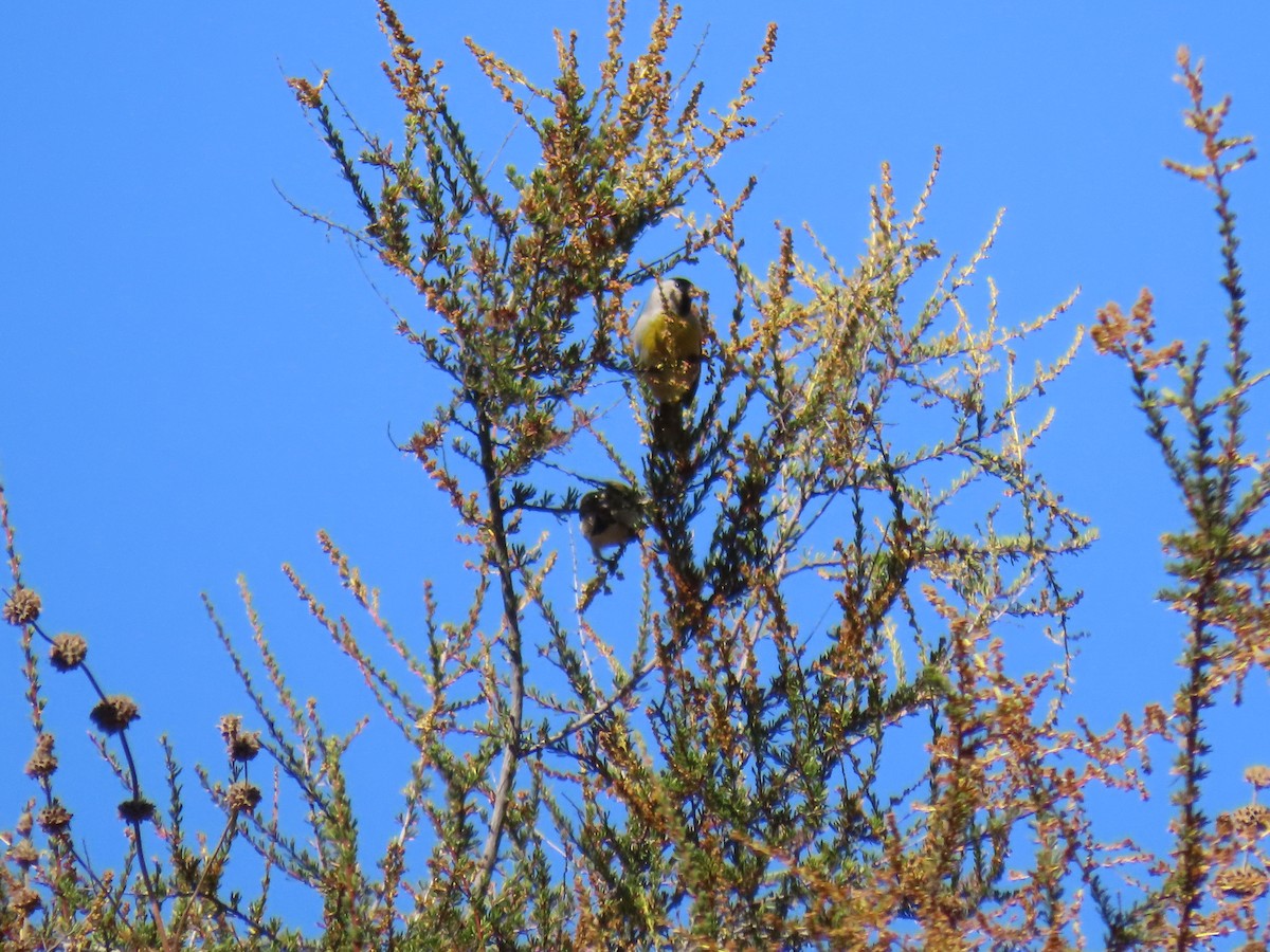 Lawrence's Goldfinch - ML637486545