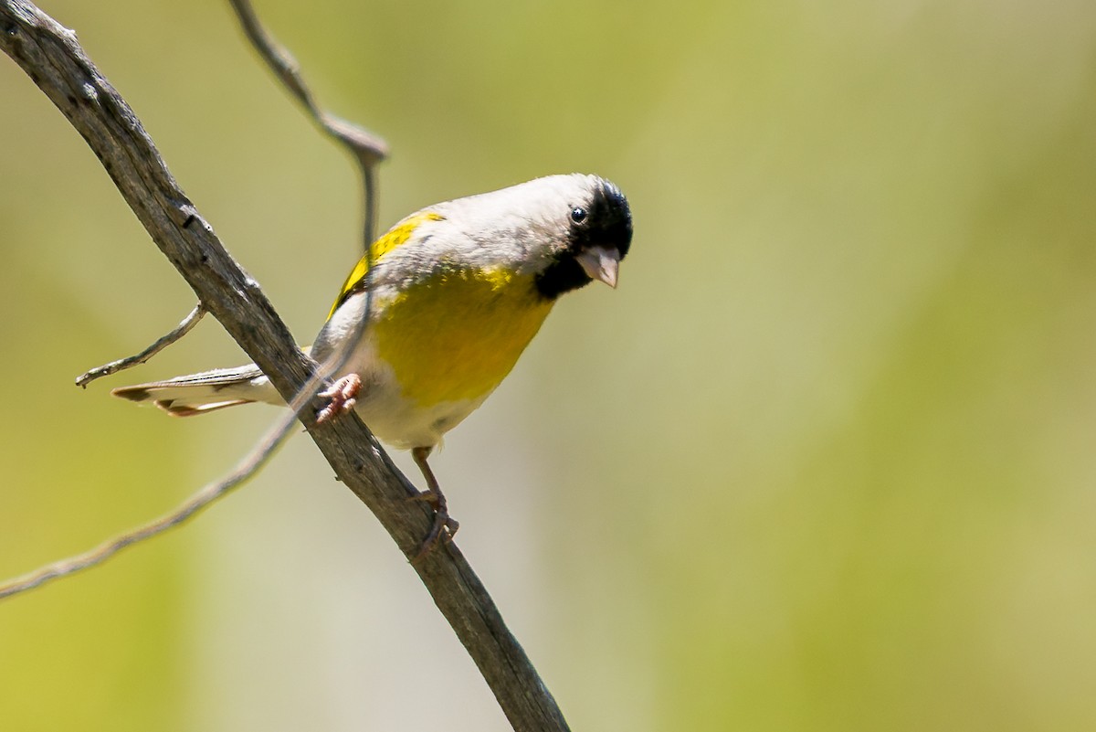 Lawrence's Goldfinch - ML637486546