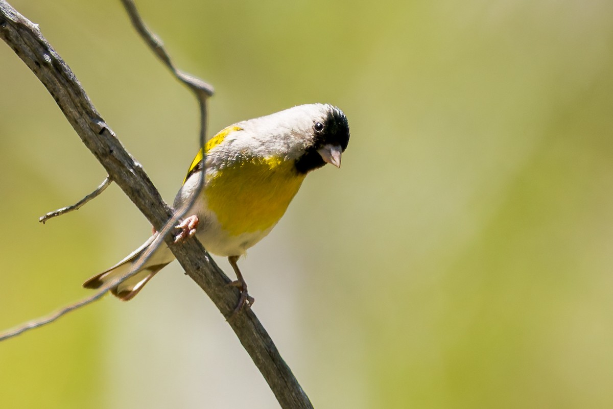 Lawrence's Goldfinch - ML637486547