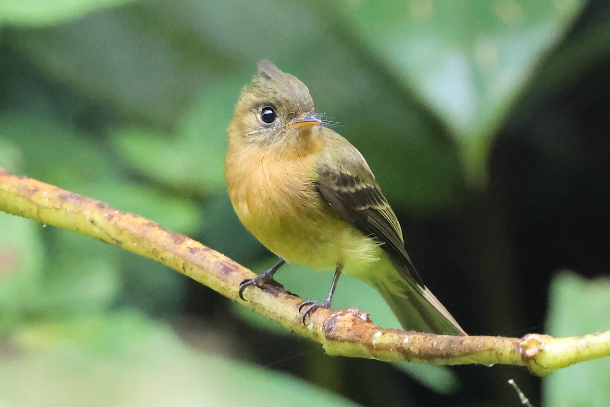 Tufted Flycatcher - ML637486552