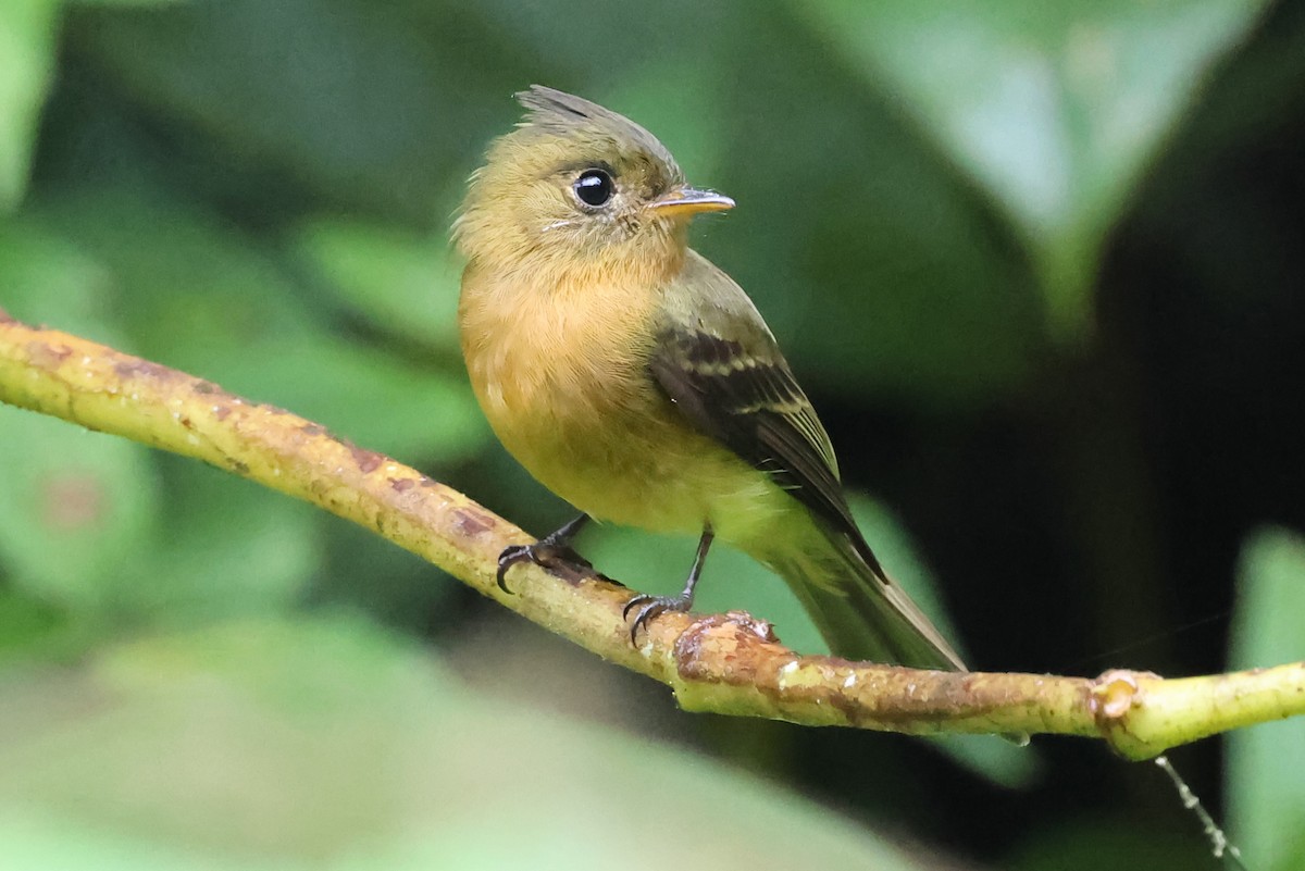 Tufted Flycatcher - ML637486561