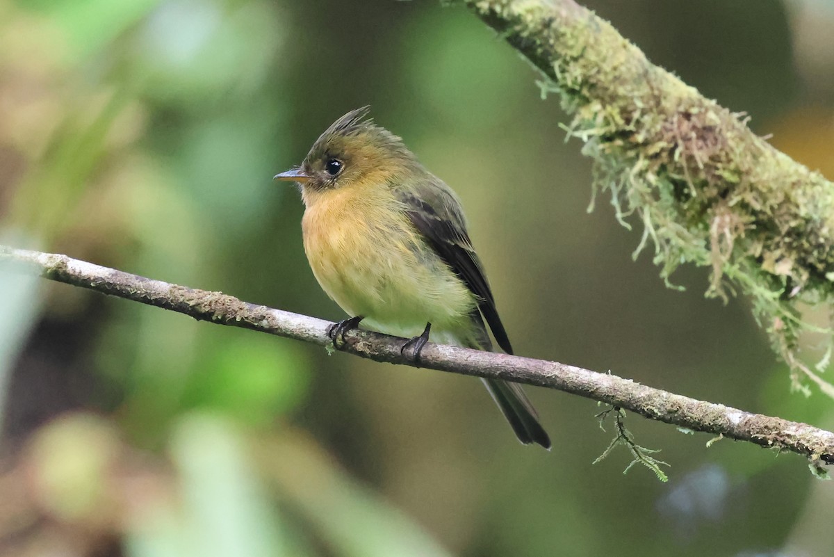 Tufted Flycatcher - ML637486562