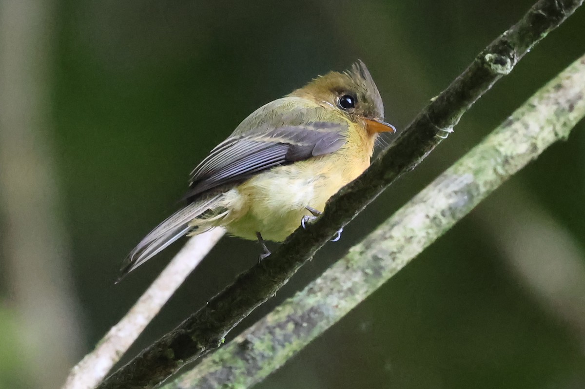 Tufted Flycatcher - ML637486564