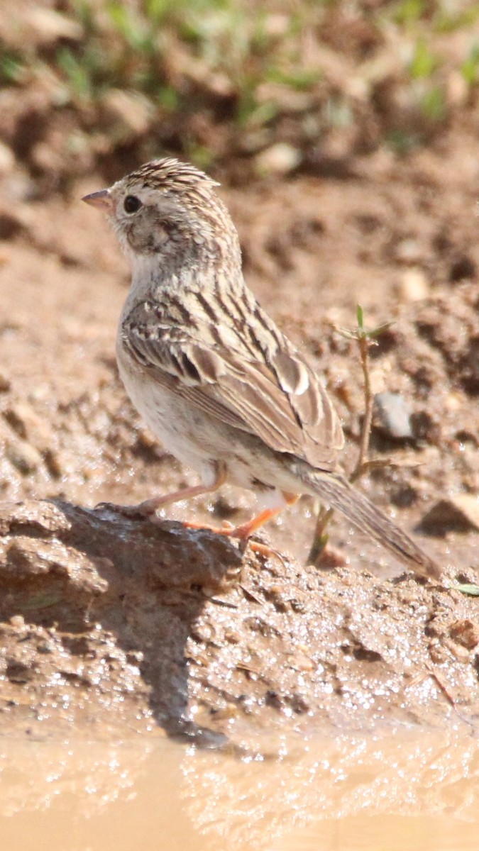 Brewer's Sparrow - ML637486585