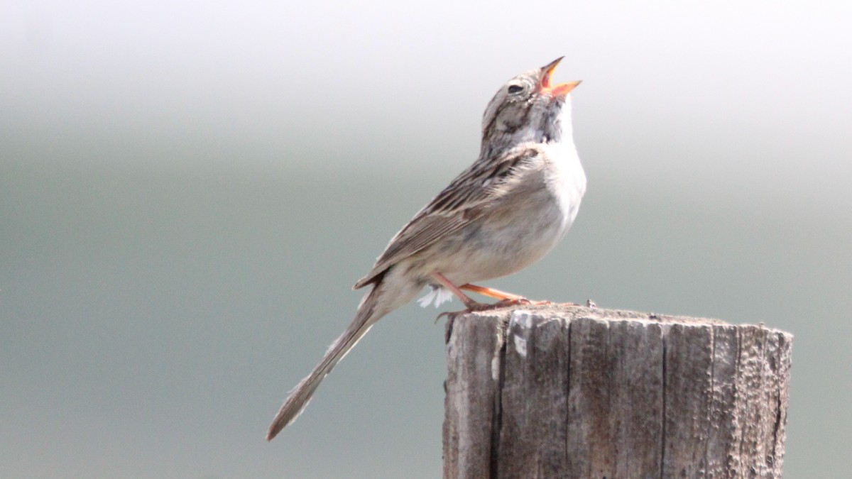 Brewer's Sparrow - ML637486586