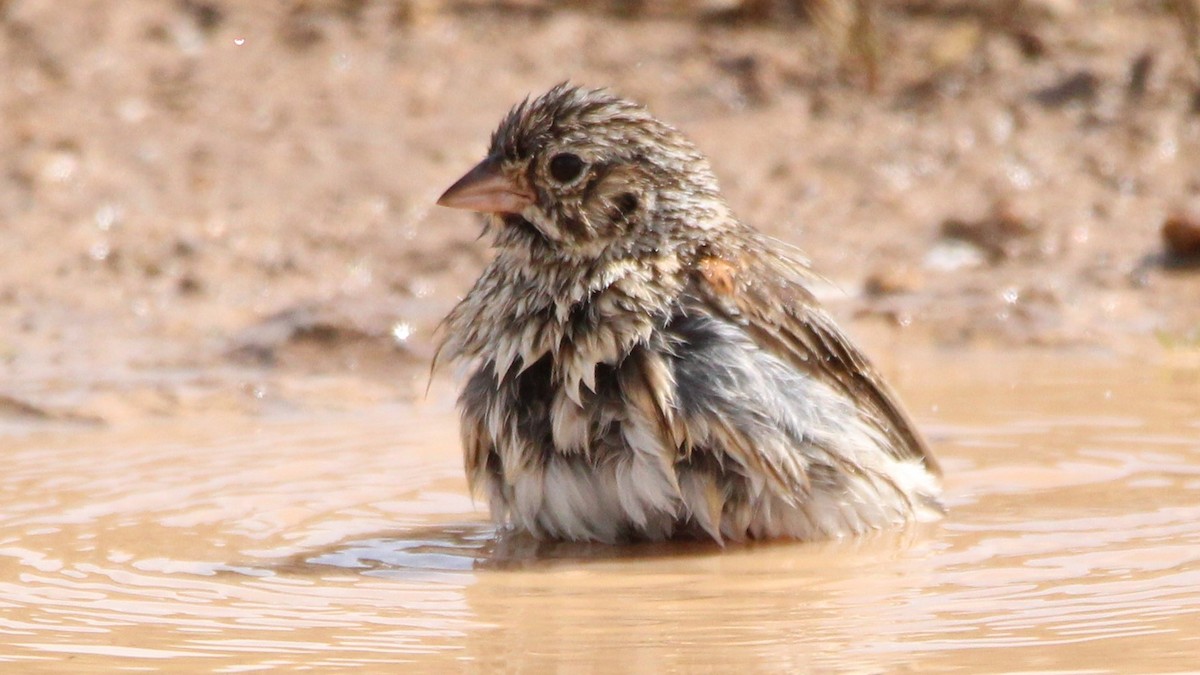 Vesper Sparrow - ML637486612