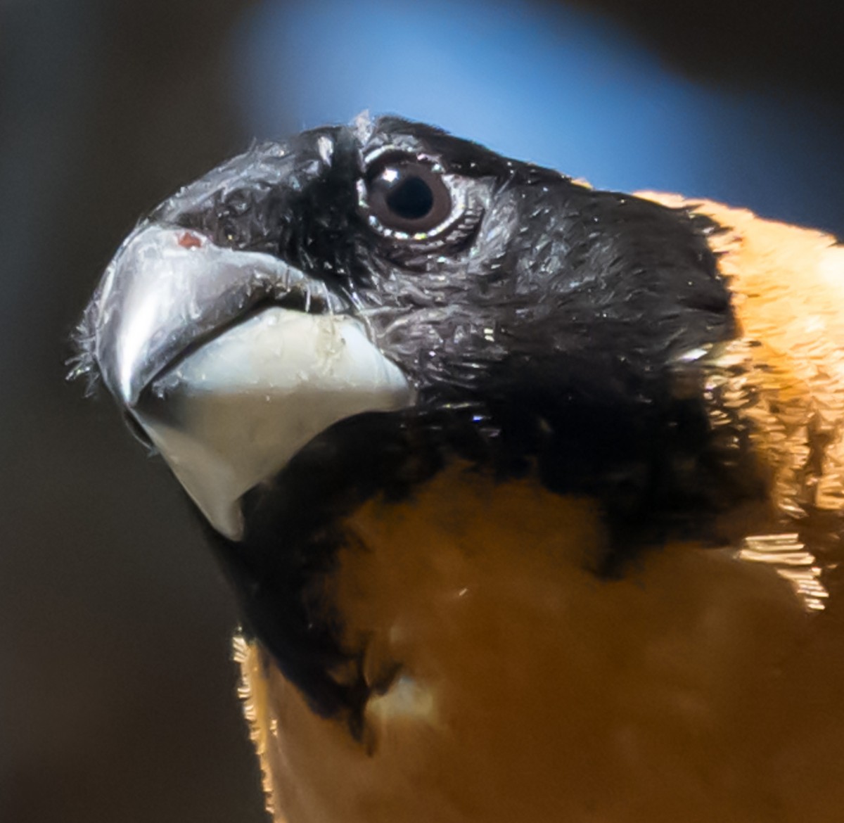 Black-headed Grosbeak - ML637486615