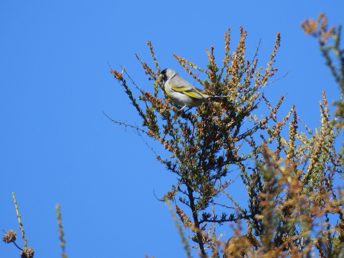 Lawrence's Goldfinch - ML637486630
